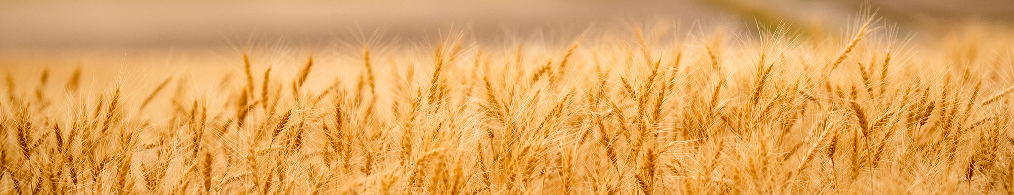 Hero image of wheat field