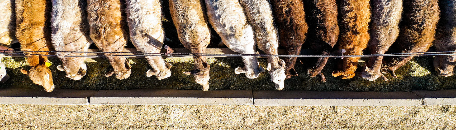 Cattle in a bunker