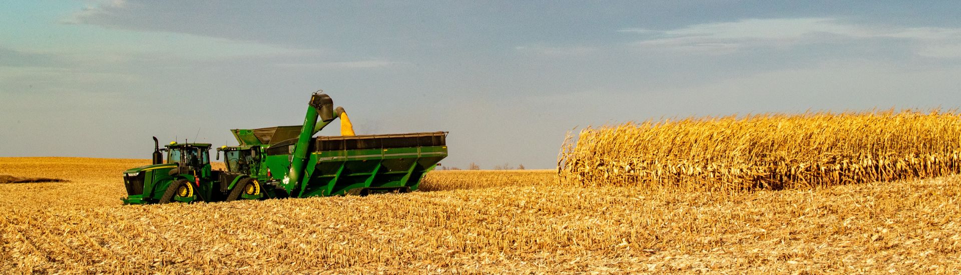 Corn harvest