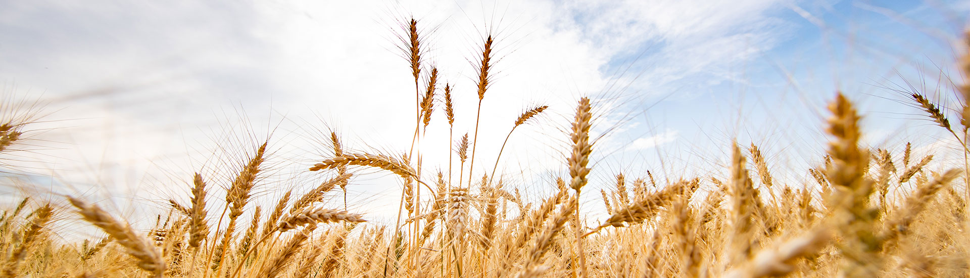 Wheat stalks