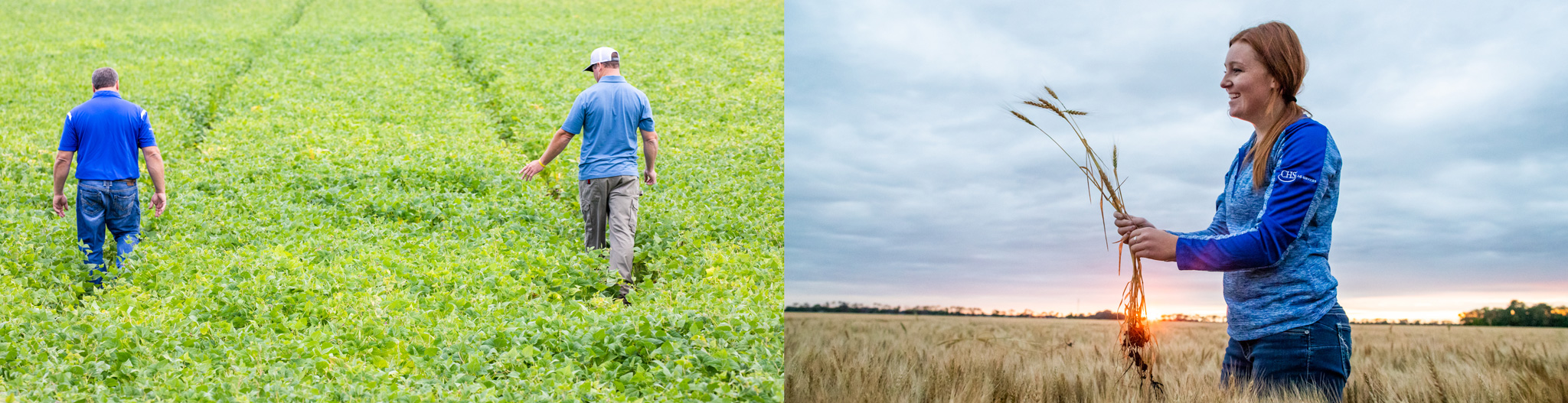 Collage of two men walking through a green soybean field and a woman inspecting wheat stalks