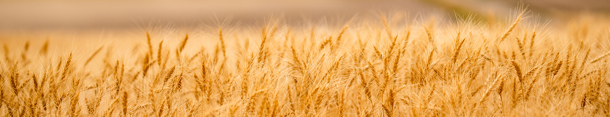 Wheat stalks