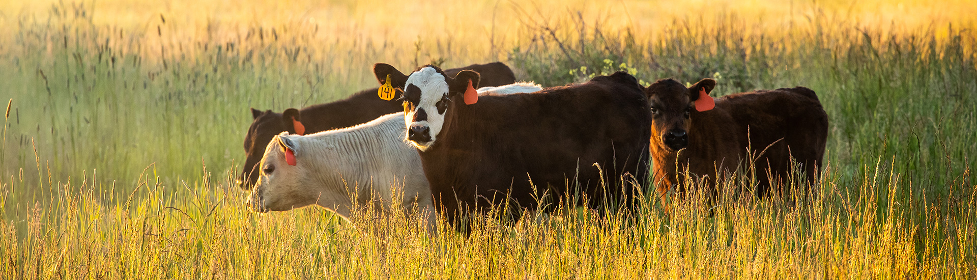 5 cattle grazing in a field