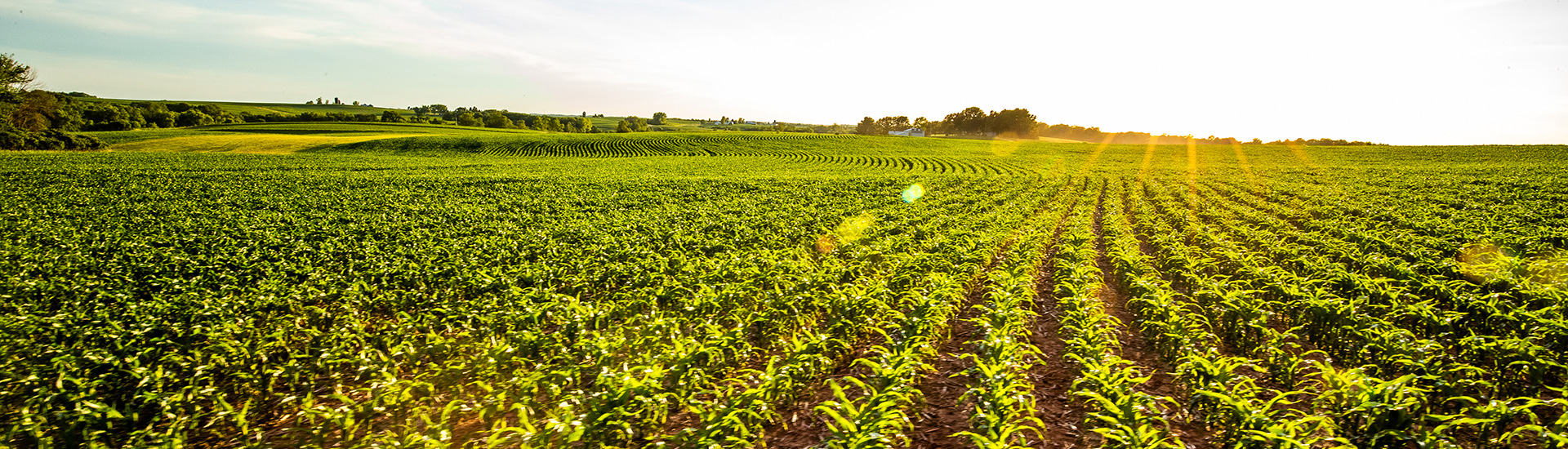 corn field with farm in distance
